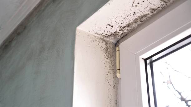 Mold Odor Removal Services in Point Pleasant, WV