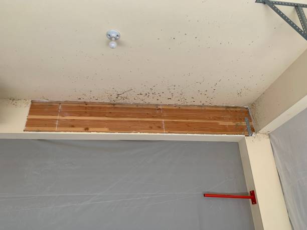 Best Mold Remediation for Healthcare Facilities  in Point Pleasant, WV