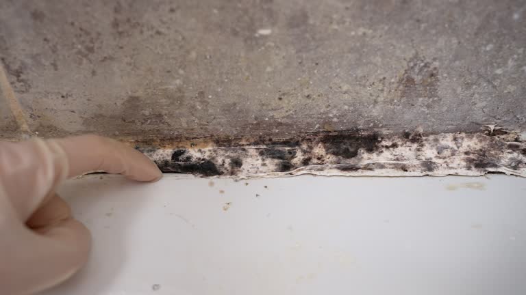 Best Post-Construction Mold Inspection  in Point Pleasant, WV