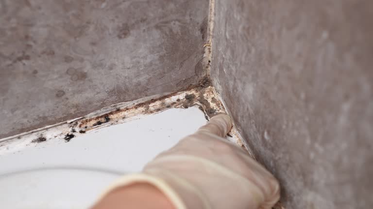 Best Mold Damage Restoration  in Point Pleasant, WV